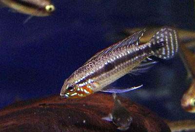 Apistogramma mendezi